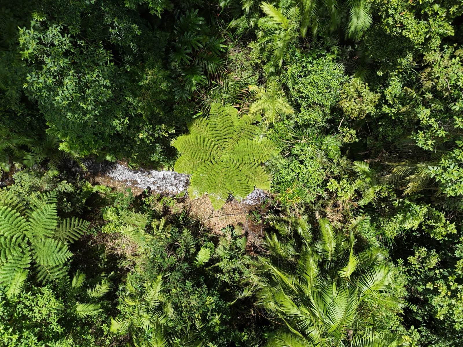 The Djarawong forest, Far North Queensland