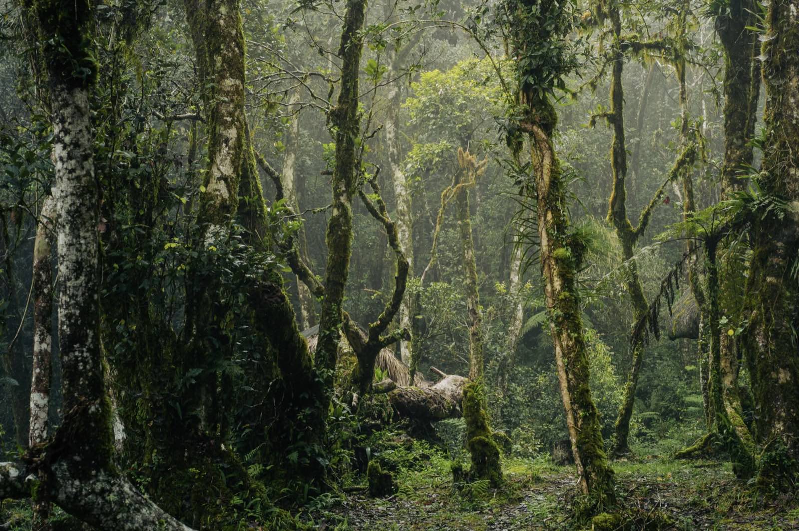 Inside the Djarawong rainforest
