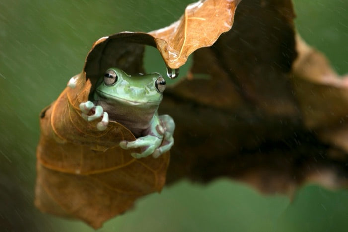 A frog in the Djarawong rainforest