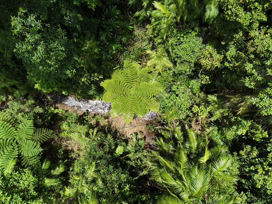 How Much Freshwater Does a Hectare of Australian Rainforest Produce?