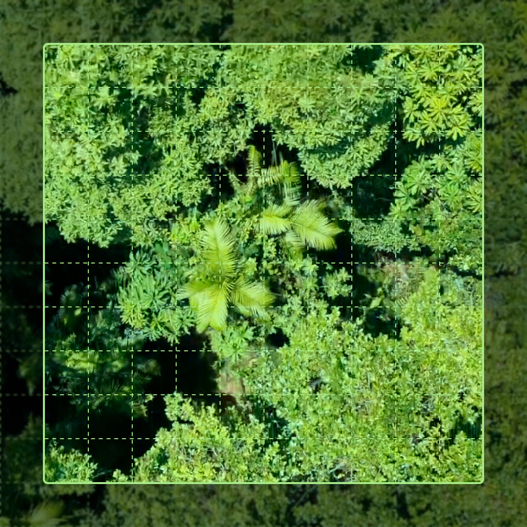 Canopy Keeper - 100 sqm