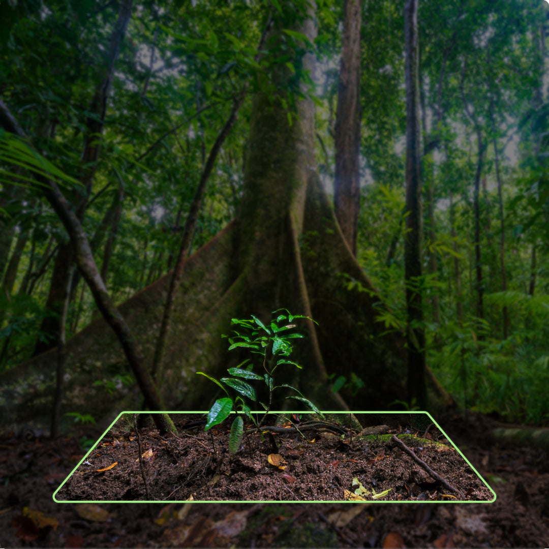 Seed Square - 1 sqm