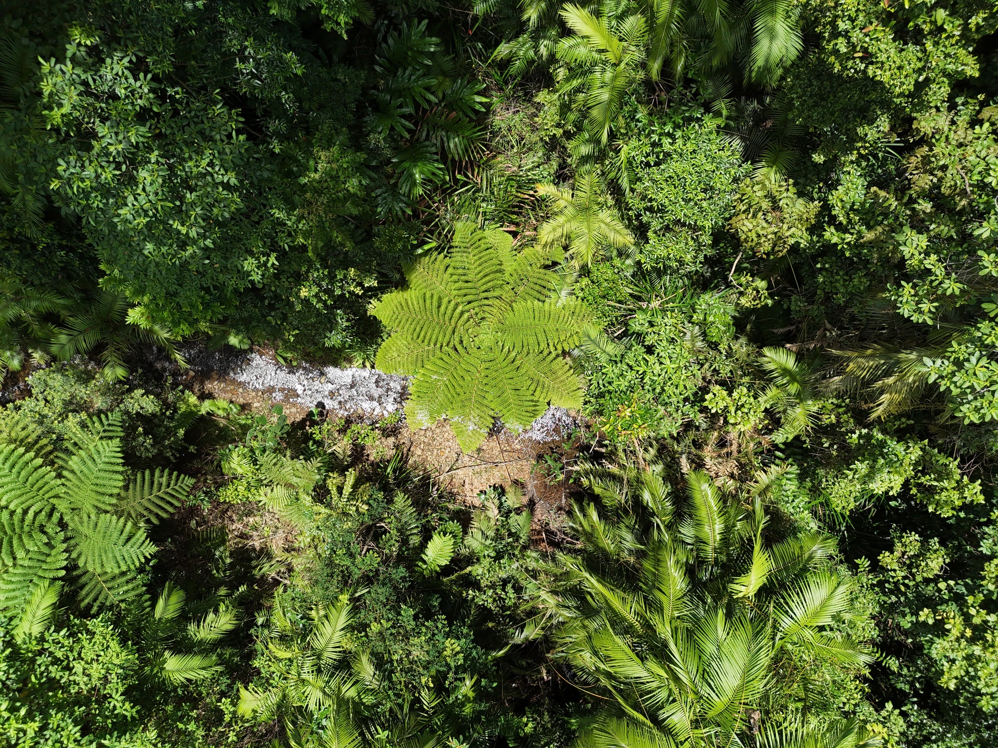 The rainforest at Djarawong, near Mission Beach, Queensland