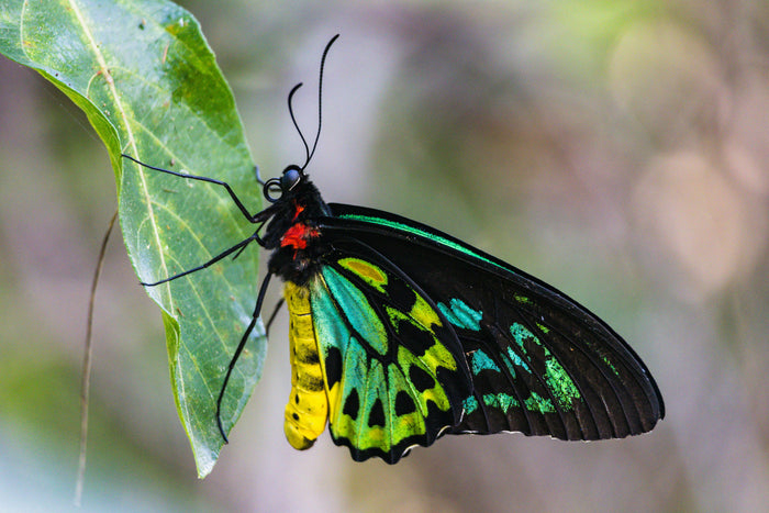 Cairns Birdwing
