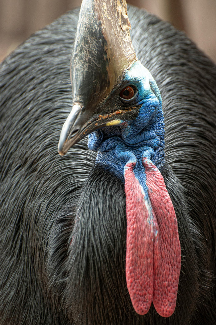 Southern Cassowary