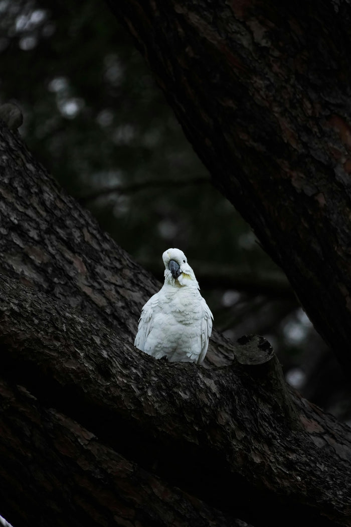 Palm Cockatoo