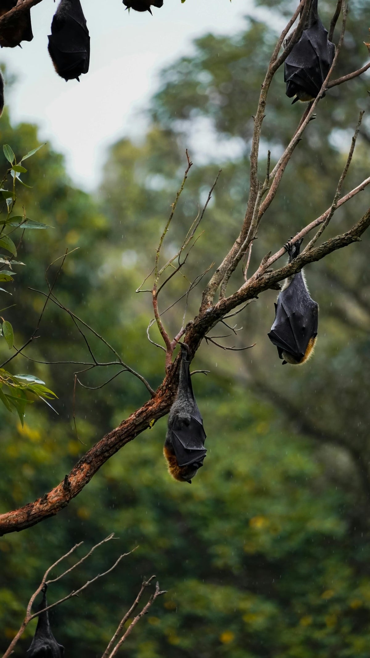 Rainforest wildlife