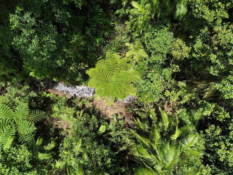The rainforest canopy