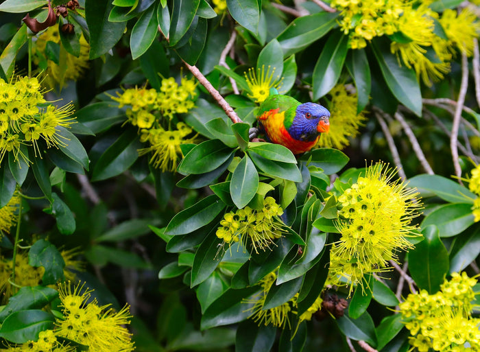 Rainbow Lorikeet