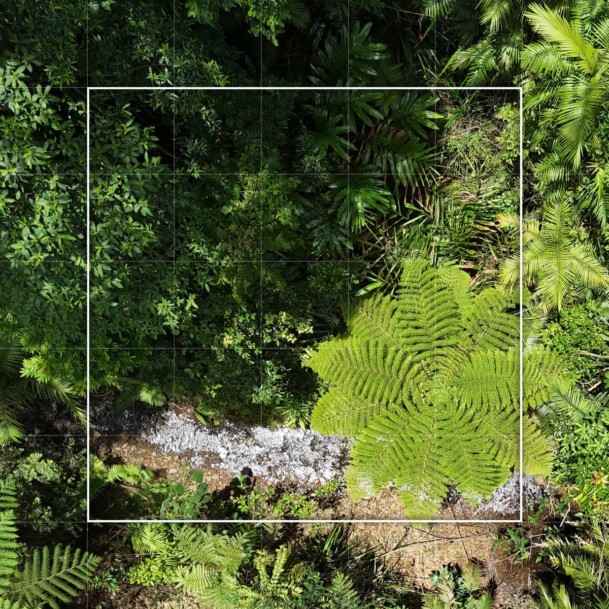 Forest Friend - 25 sqm