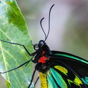 Cairns birdwing