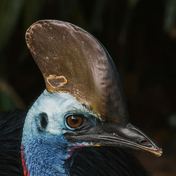 Southern cassowary