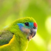 Double-eyed fig-parrot