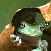 Green tree frog