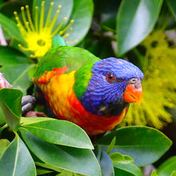 Rainbow lorikeet