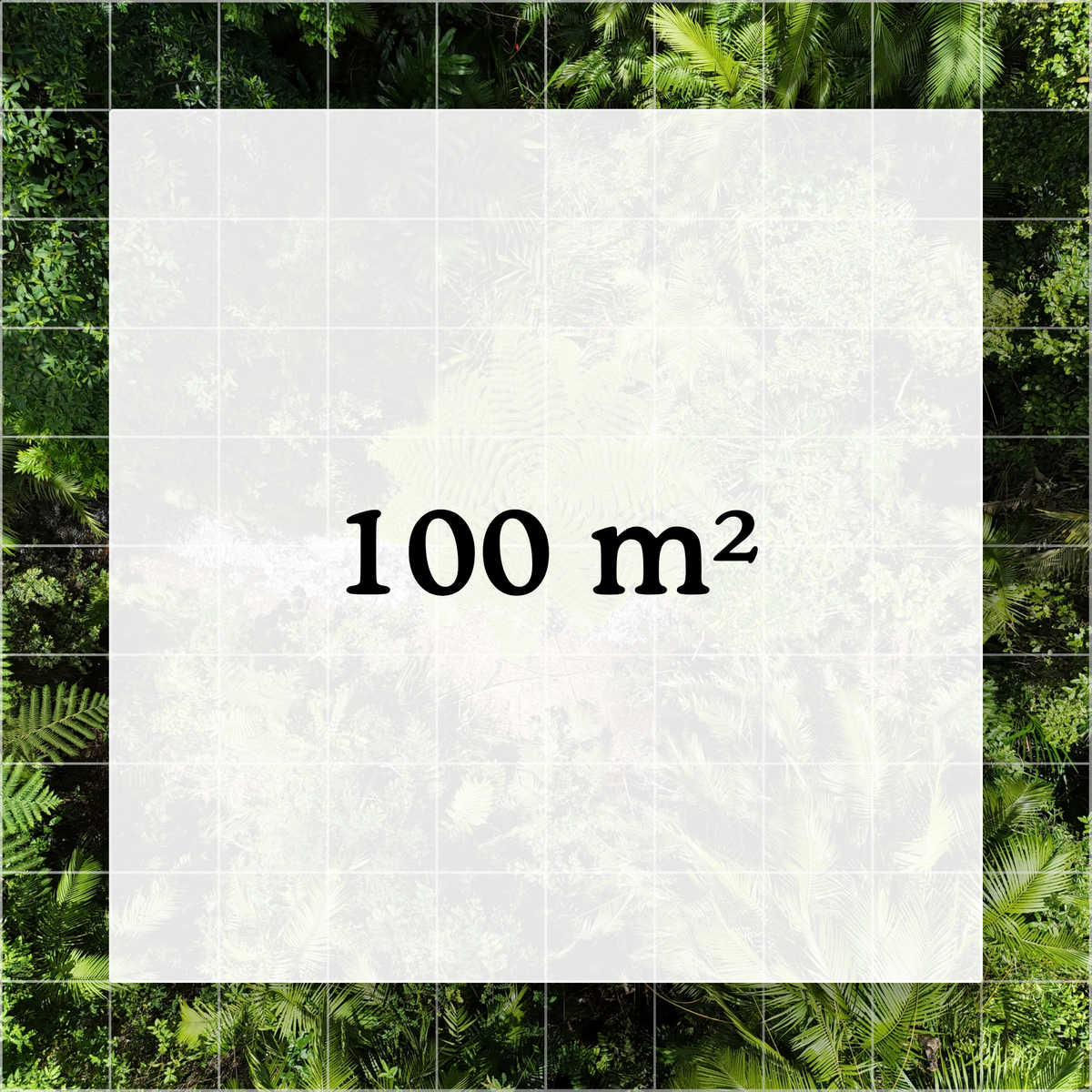 Satellite map view of the QLD Wet Tropics Rainforest with a highlighted 100 sqm grid cell representing the SquareBySquare Canopy Keeper plot protected by conservation partner.