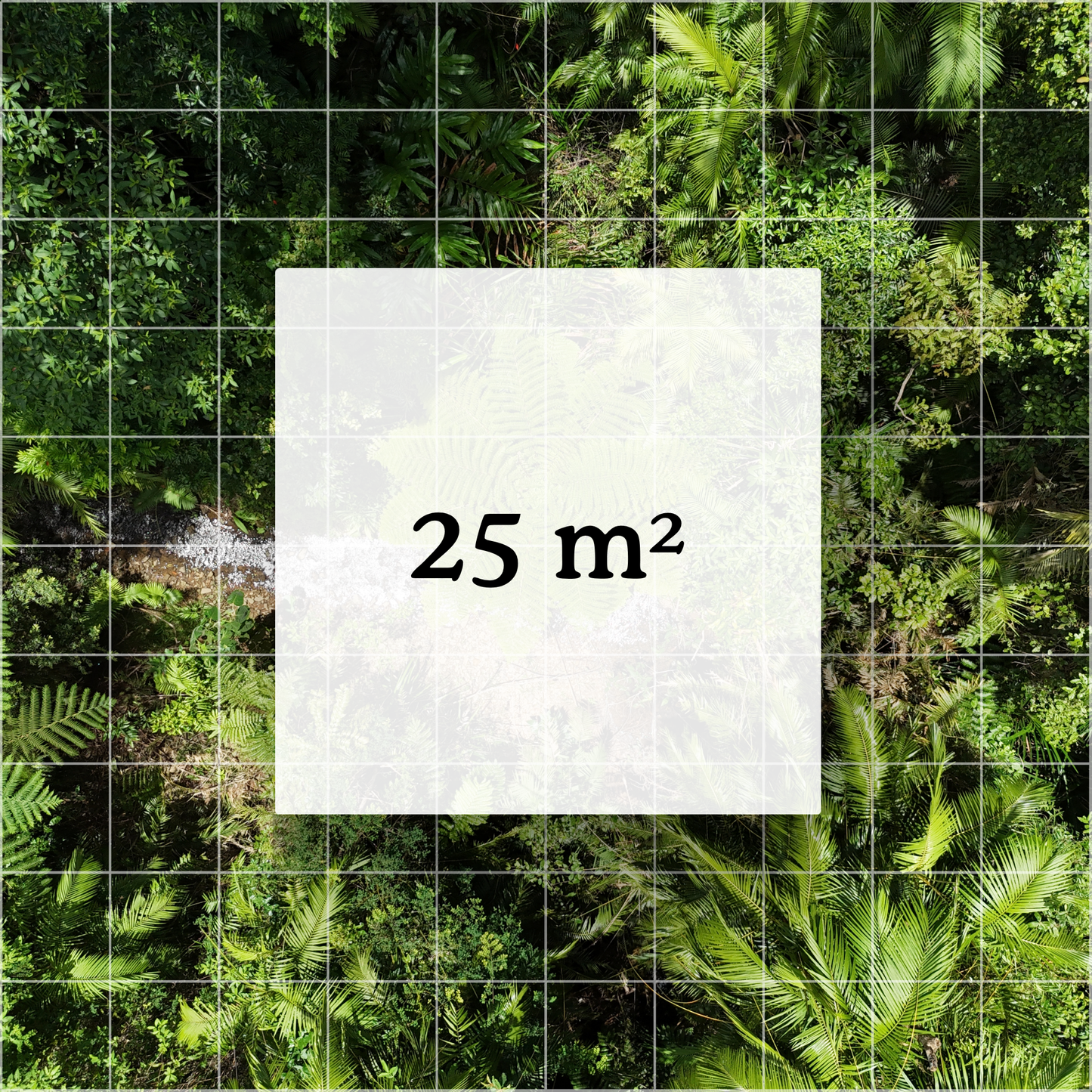 Satellite map view of the QLD Wet Tropics Rainforest with a highlighted 25 sqm grid cell representing the SquareBySquare Forest Friend plot protected by conservation partner.
