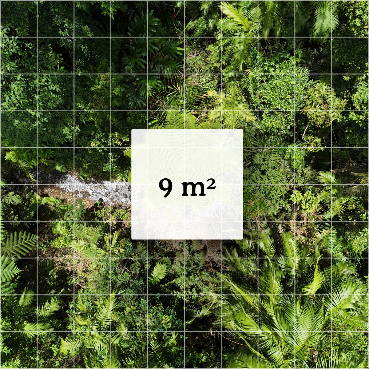Satellite map view of the QLD Wet Tropics Rainforest with a highlighted 9 sqm grid cell representing the SquareBySquare Habitat Nine plot protected by conservation partner.