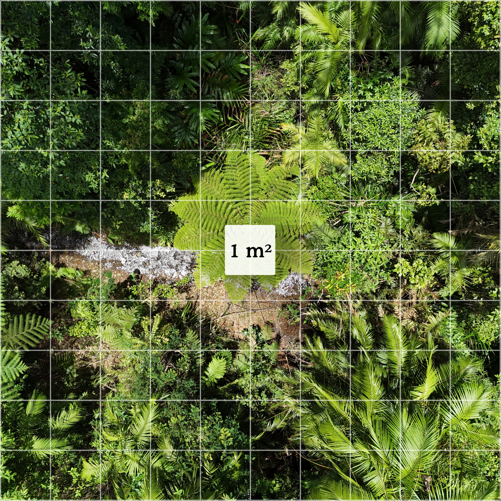 Satellite map view of the QLD Wet Tropics Rainforest with a highlighted 1 sqm grid cell representing the SquareBySquare Seed Square plot protected by conservation partner.