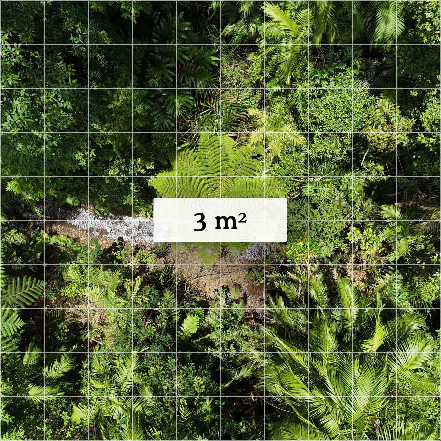 Satellite map view of the QLD Wet Tropics Rainforest with a highlighted 3 sqm grid cell representing the SquareBySquare Triple Shield plot protected by conservation partner.