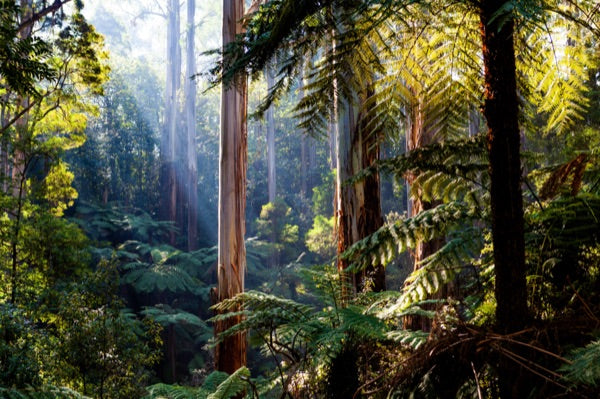 Rainforest canopy in the Wet Tropics