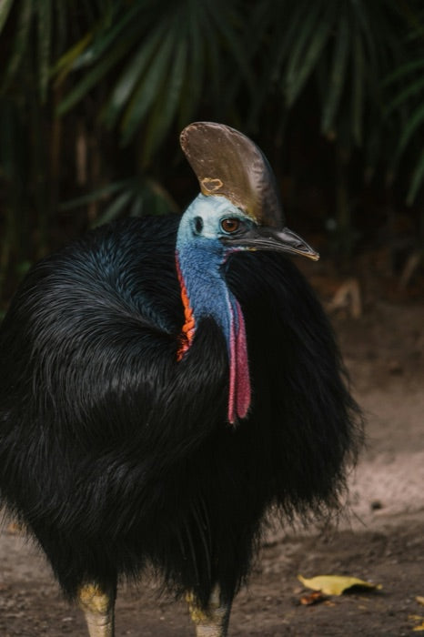A Southern Cassowary, the rainforest's largest seed disperser